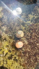 Norrisia