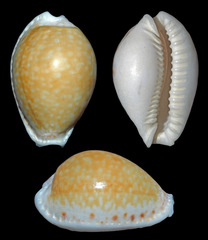 Naria cernica