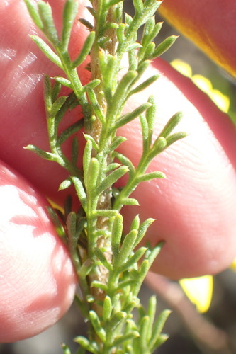 Image of Ursinia anethoides by (c) Nicola van Berkel, some rights reserved (CC BY-SA)