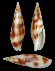 Nebularia ustulata