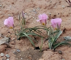 Calochortus ciscoensis