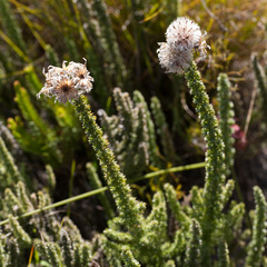 Lachnospermum umbellatum