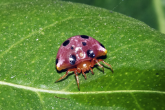 Paraplectana duodecimmaculata