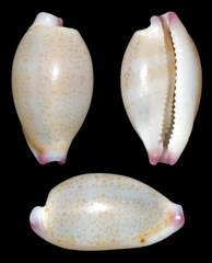 Purpuradusta microdon