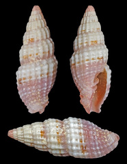 Vexillum modestum