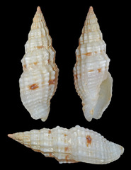 Vexillum modestum