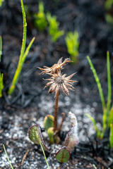 Mairia coriacea