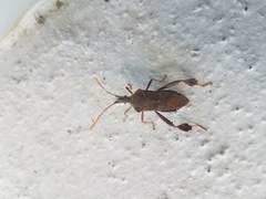 Leptoglossus oppositus