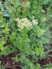 Lepidium draba