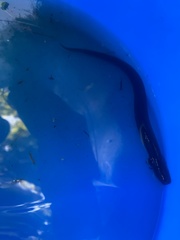 Siren lacertina