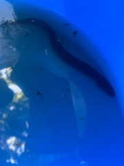 Siren lacertina