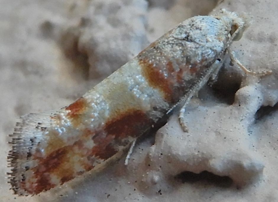 Rhyacionia bushnelli