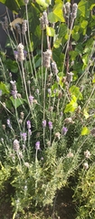 Lavandula dentata