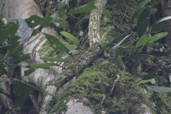 Bulbophyllum encephalodes