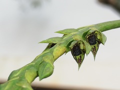 Bulbophyllum encephalodes