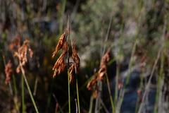 Thamnochortus fraternus