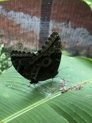 Morpho helenor peleides