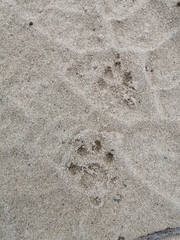 Herpestes pulverulentus