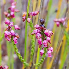 Erica rhopalantha
