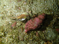 Africofusus ocelliferus