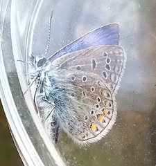 Polyommatus icarus