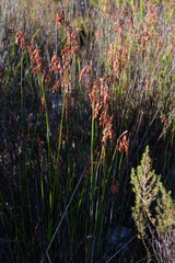 Thamnochortus fraternus