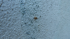 Cochlicella conoidea