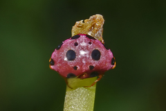Paraplectana duodecimmaculata