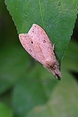 Calliteara angulata