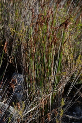 Thamnochortus fraternus