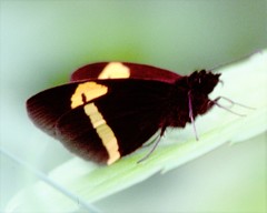 Barca bicolor