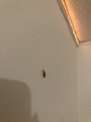 Hemerobius humulinus