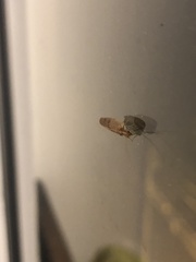 Hemerobius humulinus