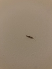 Hemerobius humulinus