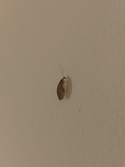 Hemerobius humulinus