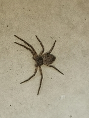 Philodromus emarginatus