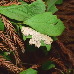 Dysaethria flavistriga