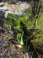 Mairia coriacea