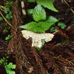 Dysaethria flavistriga