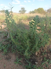 Leucas neuflizeana
