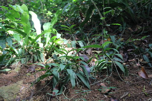 Angraecum infundibulare