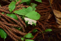 Dysaethria flavistriga