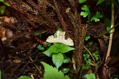 Dysaethria flavistriga