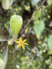Corokia buddleioides