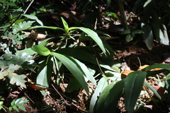 Angraecum infundibulare image