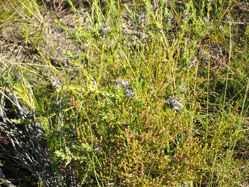 Image of Liparia hirsuta by (c) Nicola van Berkel, some rights reserved (CC BY-SA)