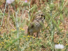 Emberiza calandra