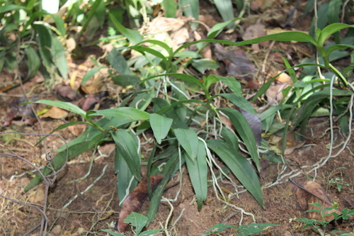 Angraecum image