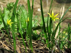 Gagea granulosa