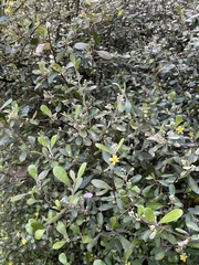 Corokia buddleioides